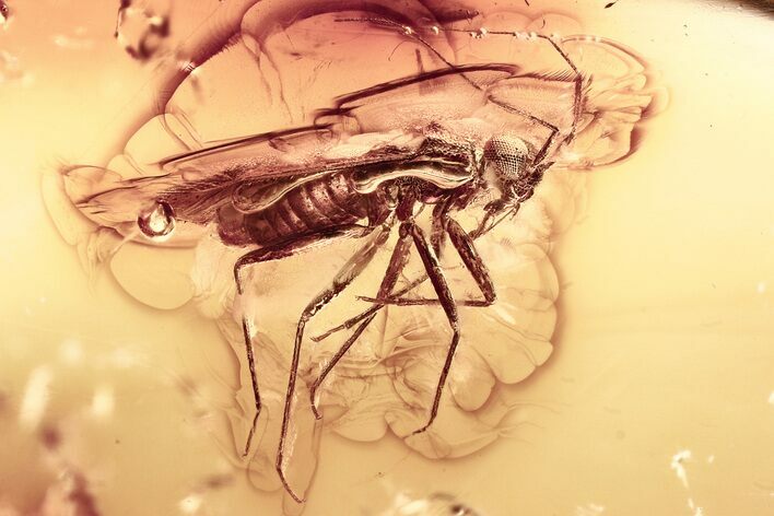 Detailed Fossil True Bug (Heteroptera) In Baltic Amber #357900